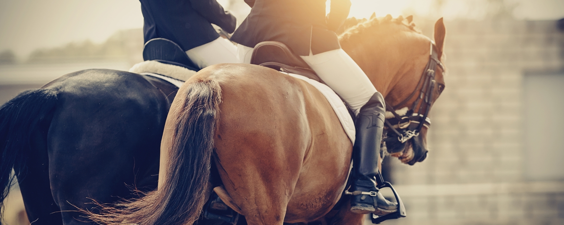 Two sports horses in the double bridle